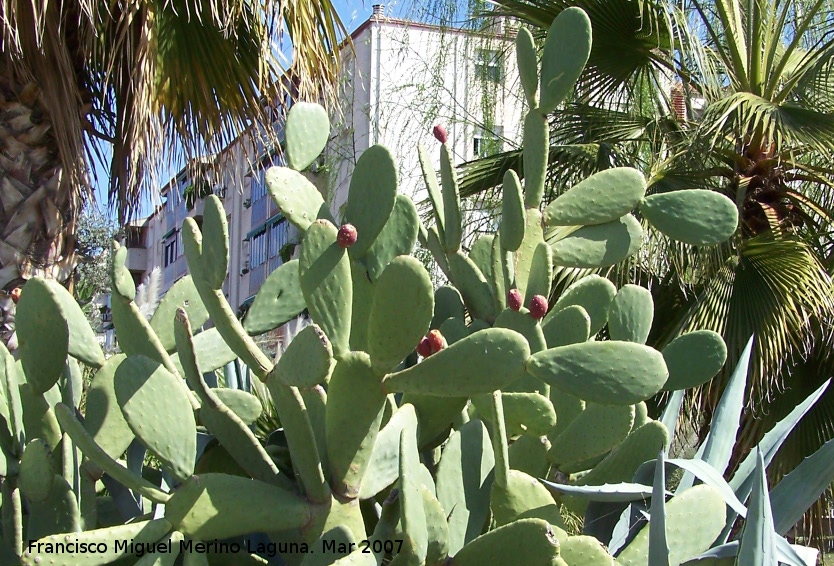 Cactus Chumbera - Cactus Chumbera. Granada