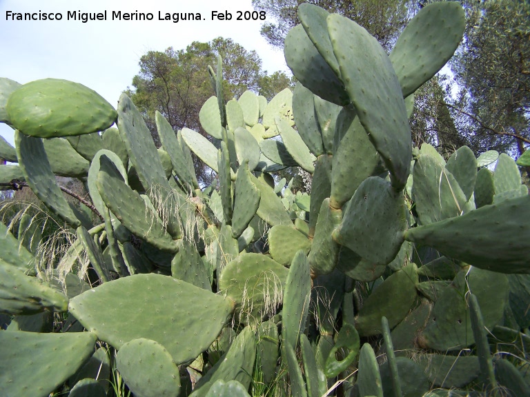 Cactus Chumbera - Cactus Chumbera. Navas de San Juan