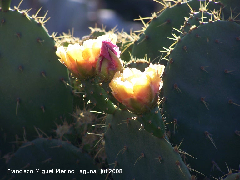 Cactus Chumbera - Cactus Chumbera. Benalmdena