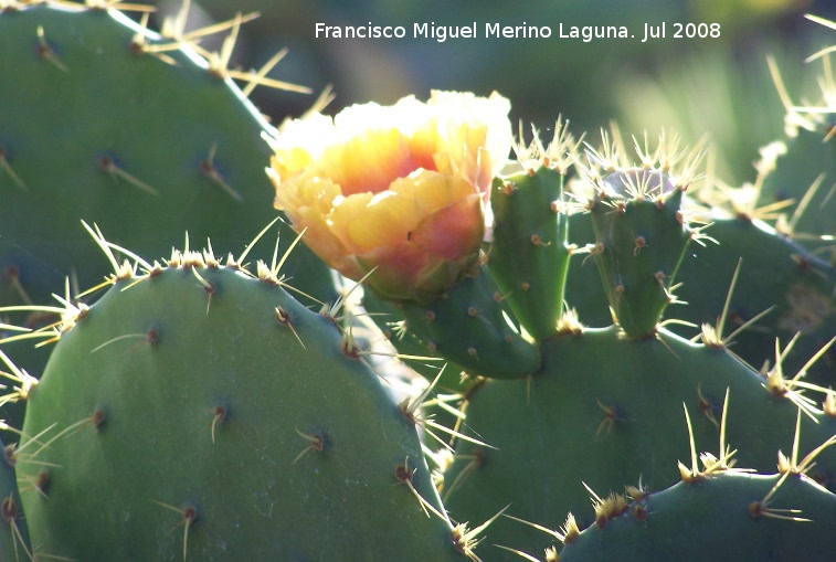 Cactus Chumbera - Cactus Chumbera. Benalmdena