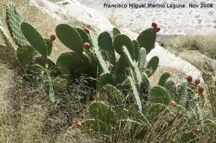 Cactus Chumbera - Cactus Chumbera. Alhama de Granada