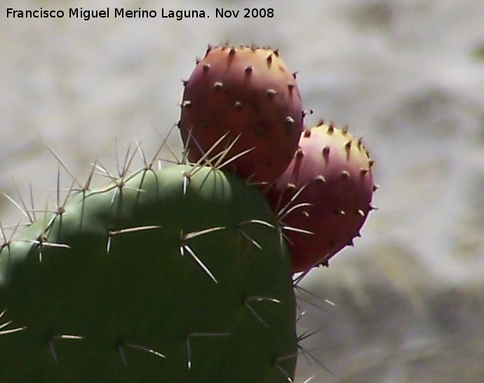 Cactus Chumbera - Cactus Chumbera. Alhama de Granada