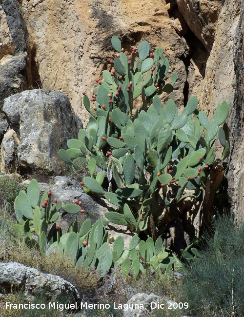 Cactus Chumbera - Cactus Chumbera. Villanueva de las Torres