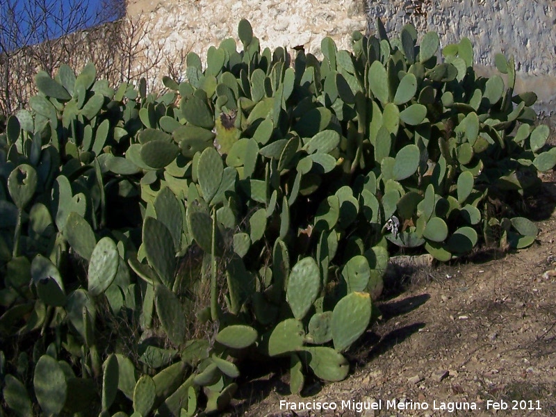 Cactus Chumbera - Cactus Chumbera. El Planto de abajo - Navas de San Juan