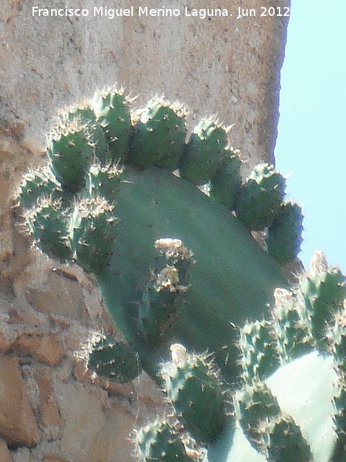 Cactus Chumbera - Cactus Chumbera. Laguna Torreguadiaro - San Roque