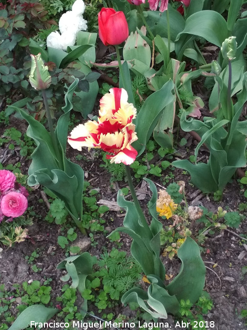 Tulipn - Tulipn. Huerto de Calixto y Melibea - Salamanca