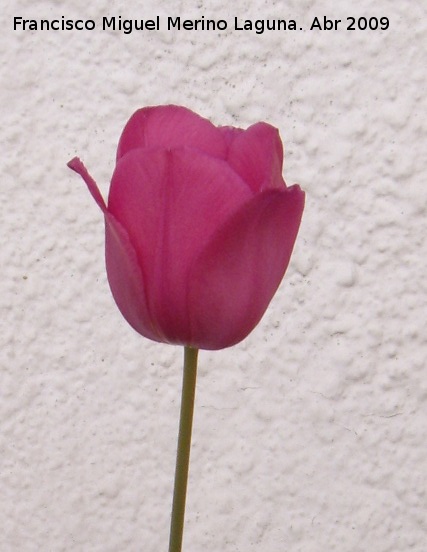 Tulipn - Tulipn. Navas de San Juan