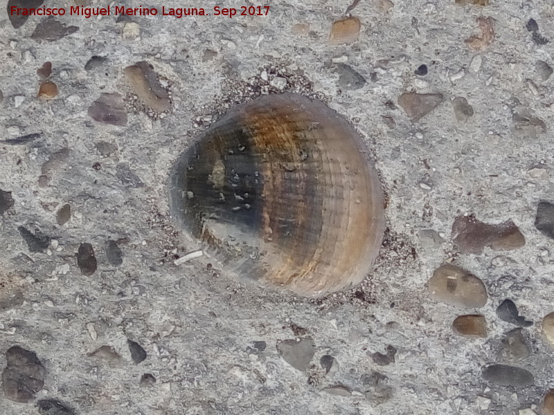 Almeja Glycymeris insubrica - Almeja Glycymeris insubrica. Plaza Jos Mara Arvalo Alcal - Zuheros