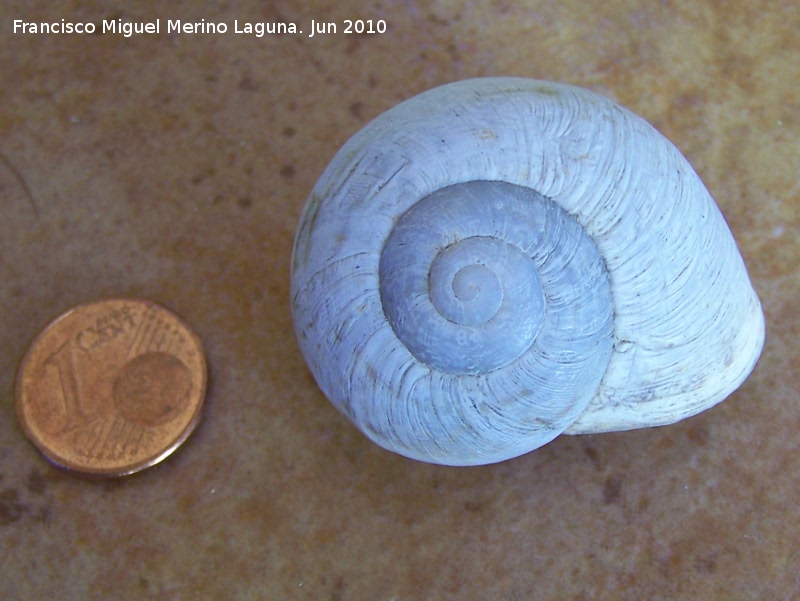 Caracol de monte - Caracol de monte. Jan