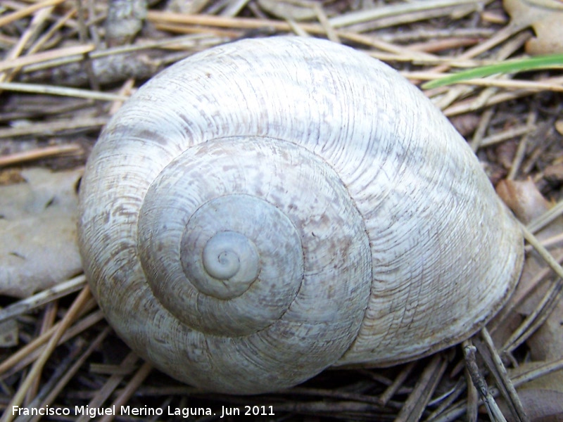 Caracol de monte - Caracol de monte. La Hoya - Jan