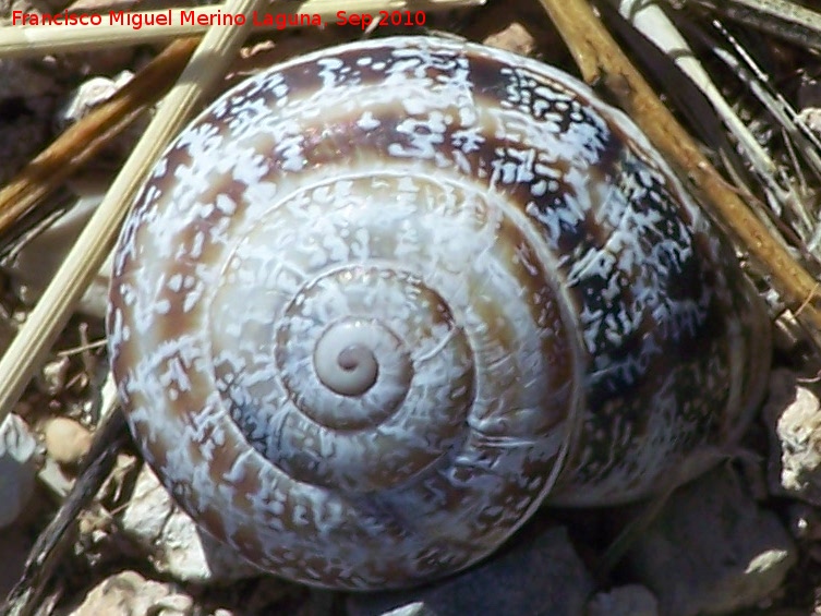 Caracol cabrilla - Caracol cabrilla. Pea de Martos - Martos