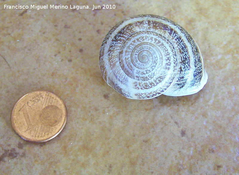 Caracol rayado de labio blanco - Caracol rayado de labio blanco. Jan