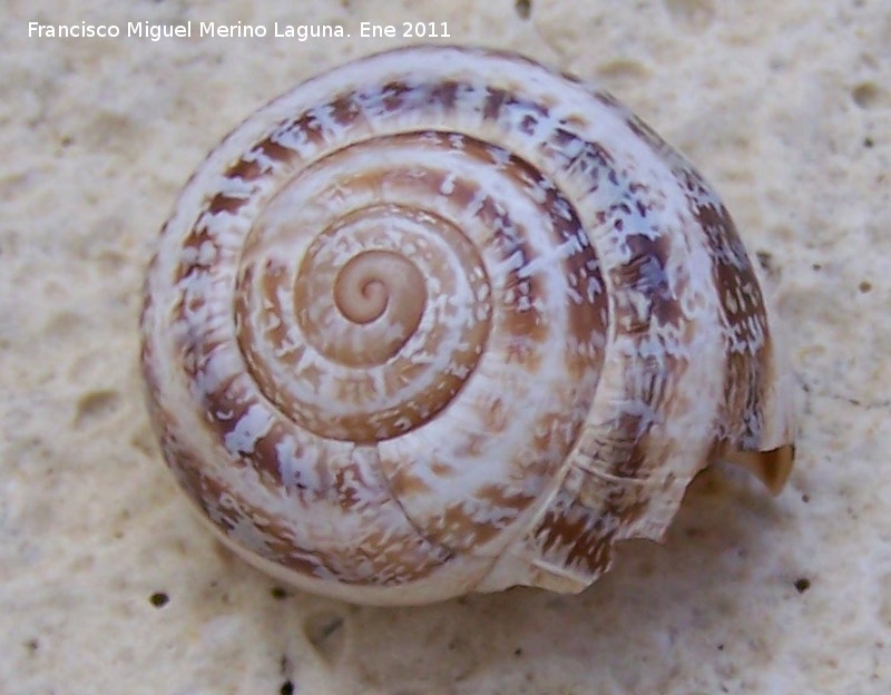 Caracol rayado de labio blanco - Caracol rayado de labio blanco. Jan