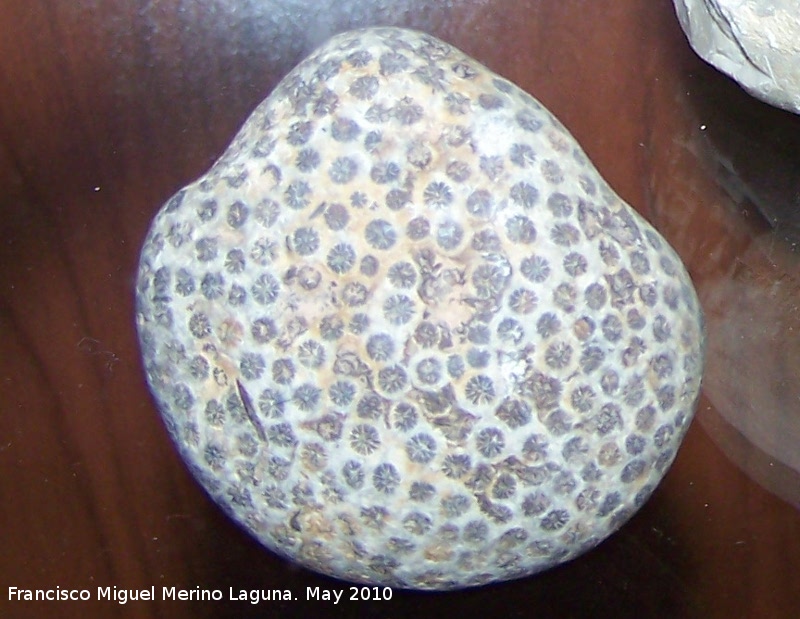 Coral Heliolites porosa - Coral Heliolites porosa. Jodar