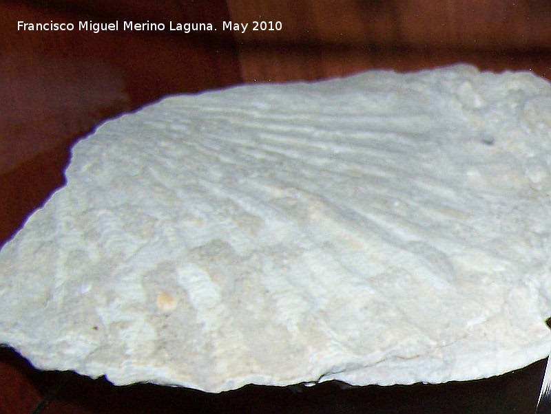 Bivalvo Pseudopecten aequivalvis - Bivalvo Pseudopecten aequivalvis. Jodar