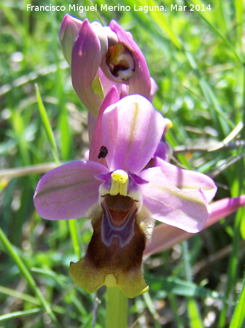 Orqudea avispa - Orqudea avispa. Navas de San Juan