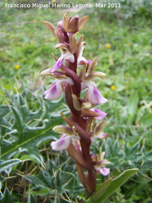 Orqudea colina - Orqudea colina. Cerro Algarrobo - Fuensanta de Martos