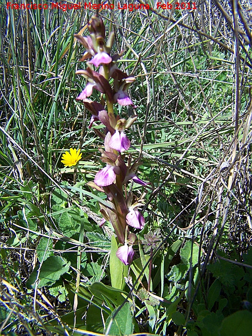 Orqudea colina - Orqudea colina. Mocln