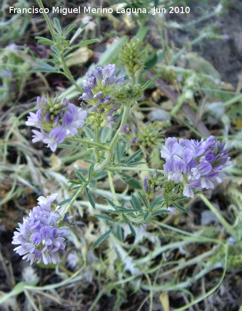 Alfalfa - Alfalfa. Camino del moro - Martos