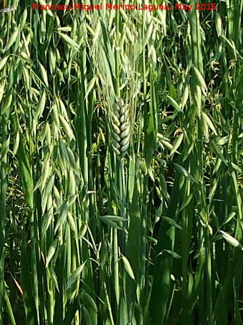 Trigo - Trigo. Entre avena loca. Los Villares