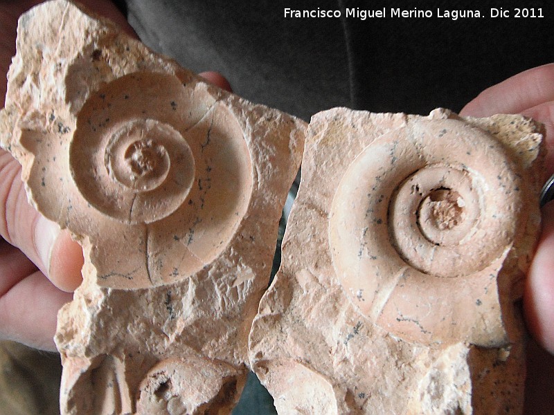 Ammonites Nannolytoceras - Ammonites Nannolytoceras. Jan