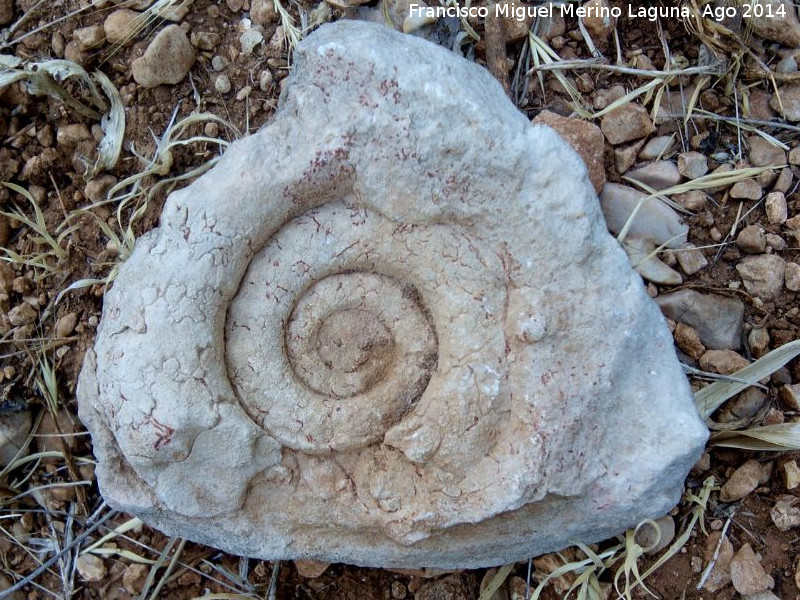 Ammonites Nannolytoceras - Ammonites Nannolytoceras. Can de la Tinaja - Jan