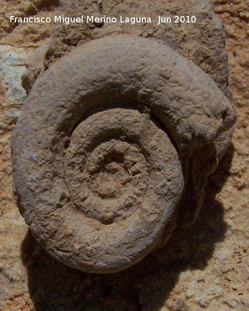 Ammonites Nannolytoceras - Ammonites Nannolytoceras. Arroyo Padilla - Jan