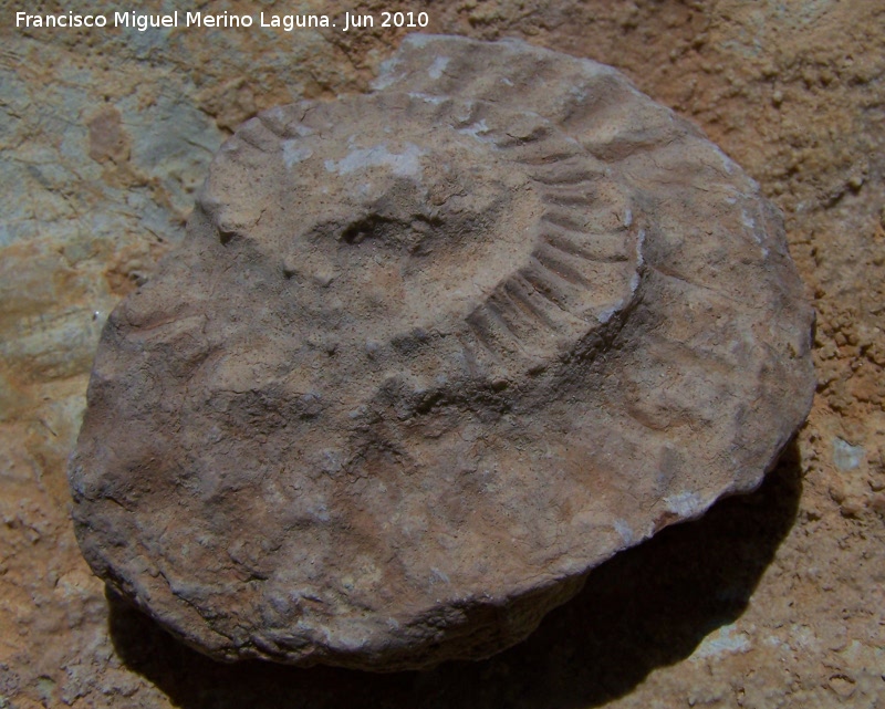 Ammonites Ochetoceras - Ammonites Ochetoceras. Arroyo Padilla - Jan