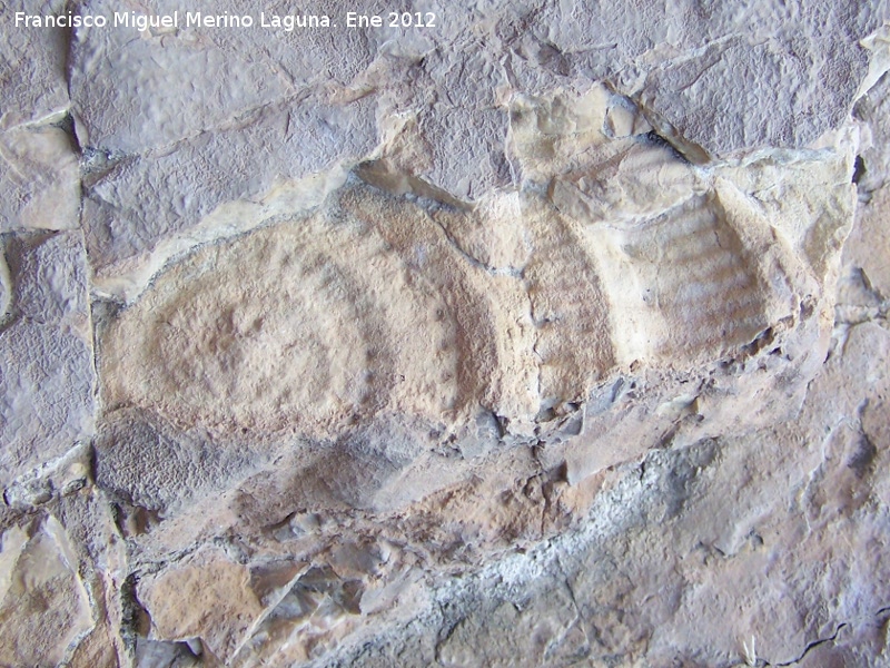 Ammonites Ochetoceras - Ammonites Ochetoceras. Contadero - Los Villares