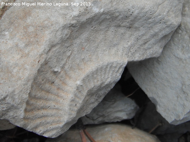 Ammonites Ochetoceras - Ammonites Ochetoceras. El Chorro - Quesada