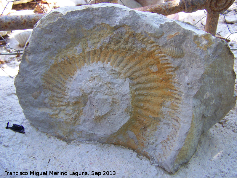 Ammonites Ochetoceras - Ammonites Ochetoceras. La Iruela