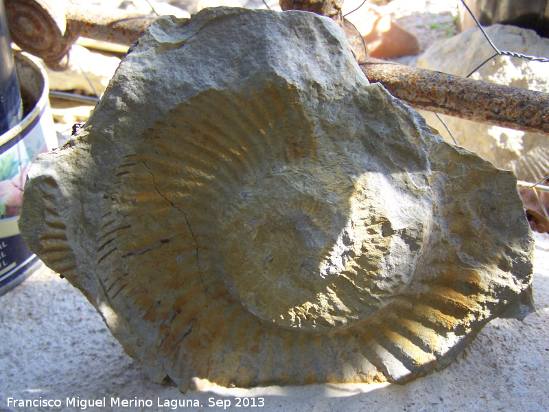 Ammonites Ochetoceras - Ammonites Ochetoceras. La Iruela