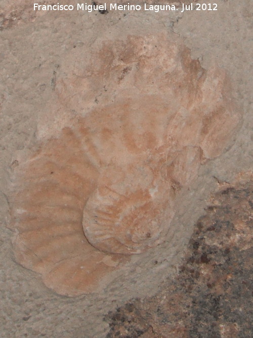 Ammonites Ochetoceras - Ammonites Ochetoceras. Aldea Morrin - Yeste