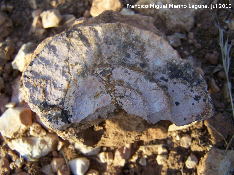 Ammonites Ochetoceras - Ammonites Ochetoceras. Arroyo Padilla - Jan