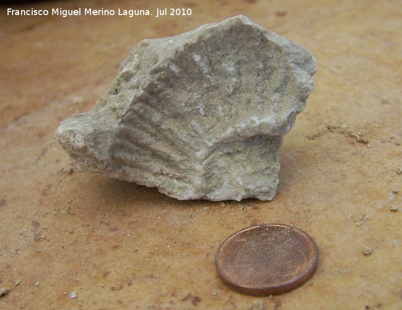 Ammonites Ochetoceras - Ammonites Ochetoceras. Arroyo Padilla - Jan