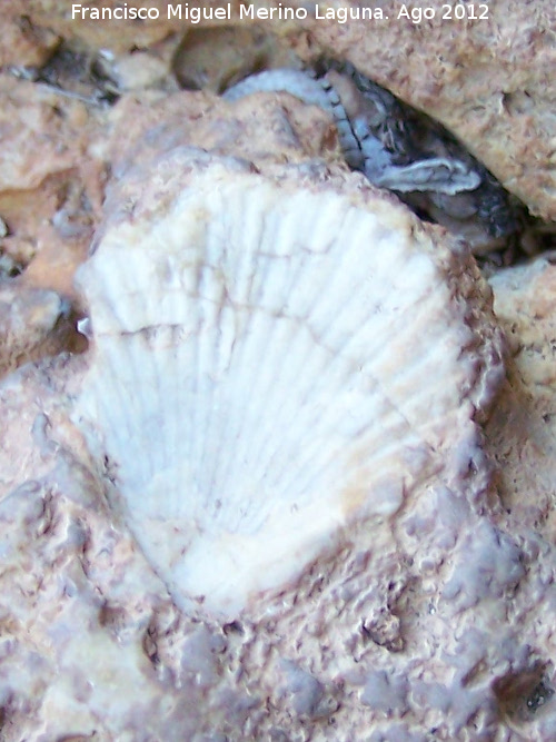 Bivalvo Pseudolimea - Bivalvo Pseudolimea. Cueva del Gitano - Yeste