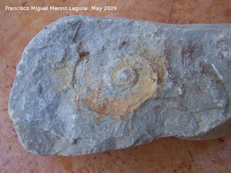 Ammonites Neolissoceras - Ammonites Neolissoceras. Los Caones - Los Villares