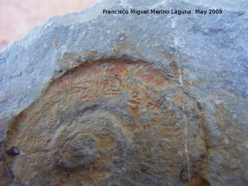 Ammonites Neolissoceras - Ammonites Neolissoceras. Los Caones - Los Villares