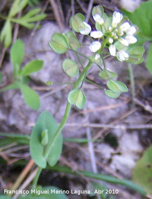 Hormatofila - Hormatofila. Fuente de la Pea - Jan