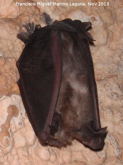 Murciélago pequeño de herradura - Murciélago pequeño de herradura. Cueva de Golliat - Torredelcampo