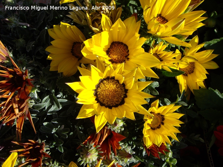 Gazania - Gazania. Los Villares