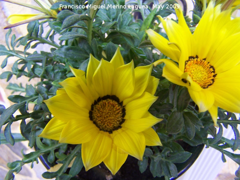 Gazania - Gazania. Los Villares