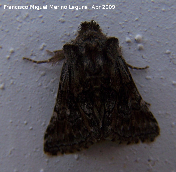 Polilla Xanthorhoe ferrugata - Polilla Xanthorhoe ferrugata. Navas de San Juan