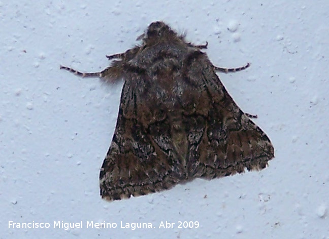 Polilla Xanthorhoe ferrugata - Polilla Xanthorhoe ferrugata. Navas de San Juan