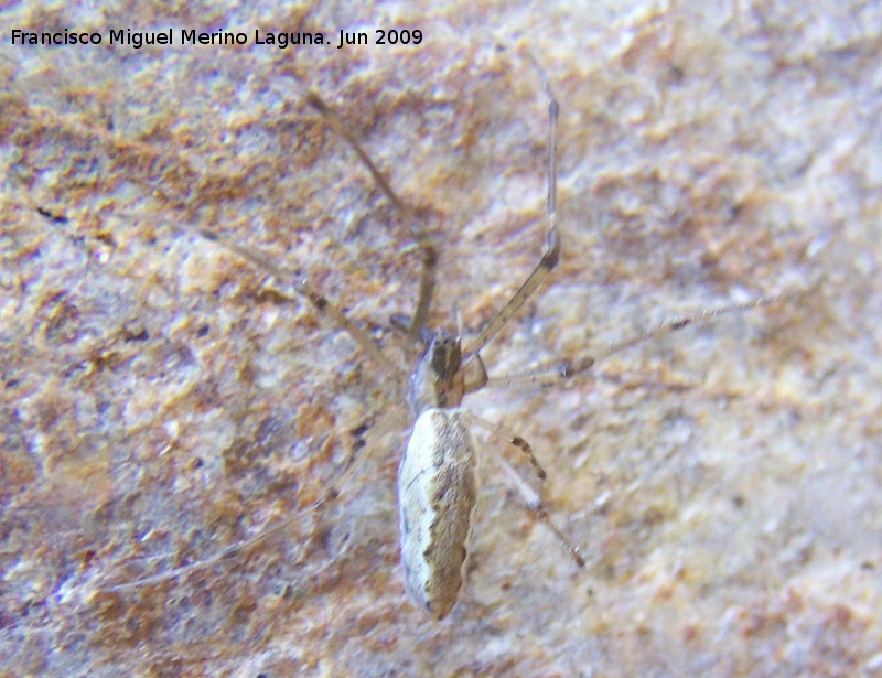 Araa Tetragnatha - Araa Tetragnatha. Los Villares