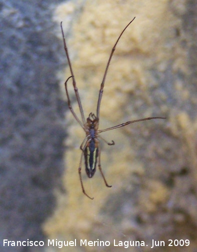 Araa Tetragnatha - Araa Tetragnatha. Los Villares