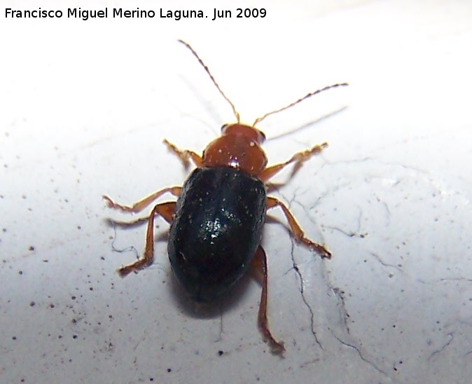 Escarabajo Alticino - Escarabajo Alticino. Los Villares