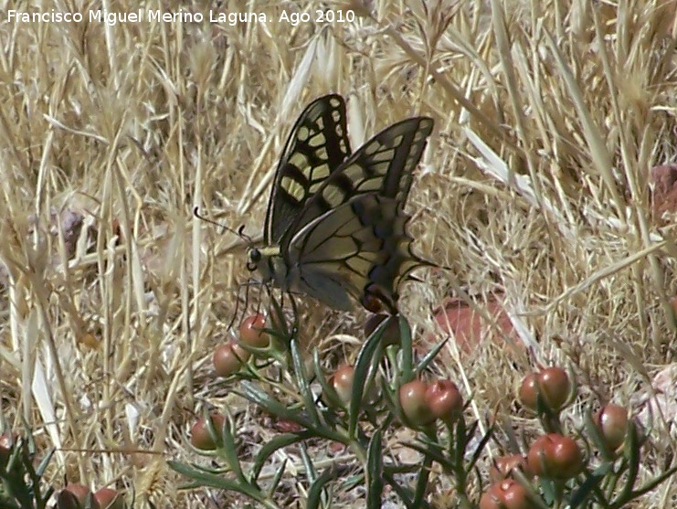 Mariposa macan - Mariposa macan. Calahorra