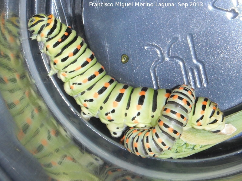 Mariposa macan - Mariposa macan. Oruga. Navas de San Juan