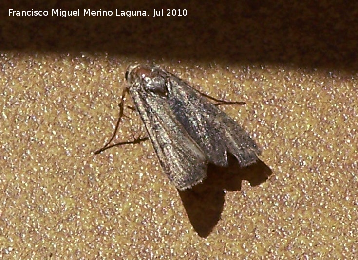 Polilla Ochropacha duplaris - Polilla Ochropacha duplaris. Los Villares